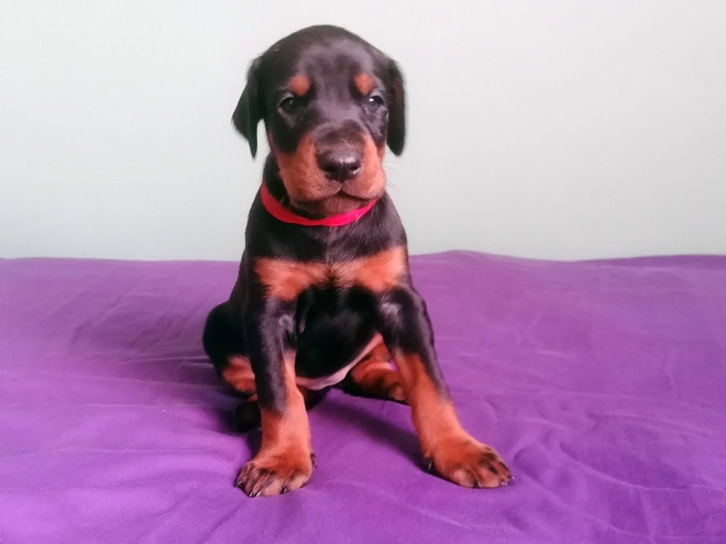 Dobermann Welpe kaufen