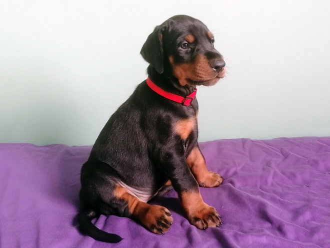 Dobermann Welpe kaufen