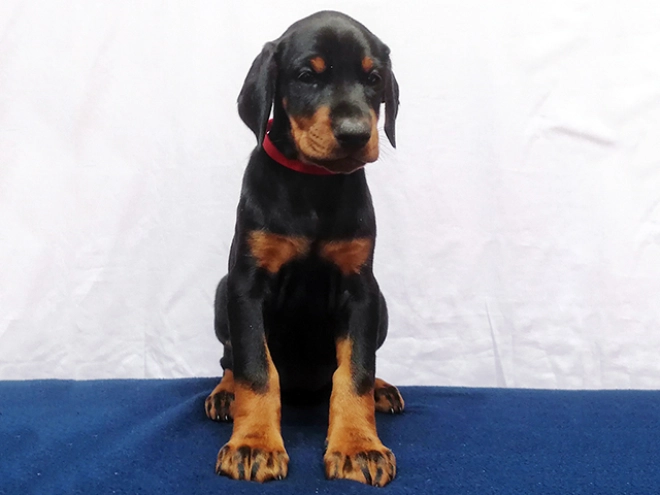 Dobermann Welpe kaufen