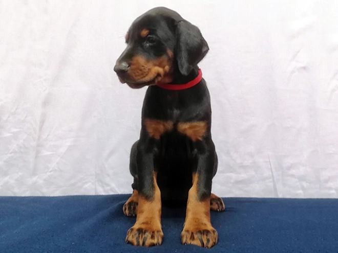 Dobermann Welpe kaufen