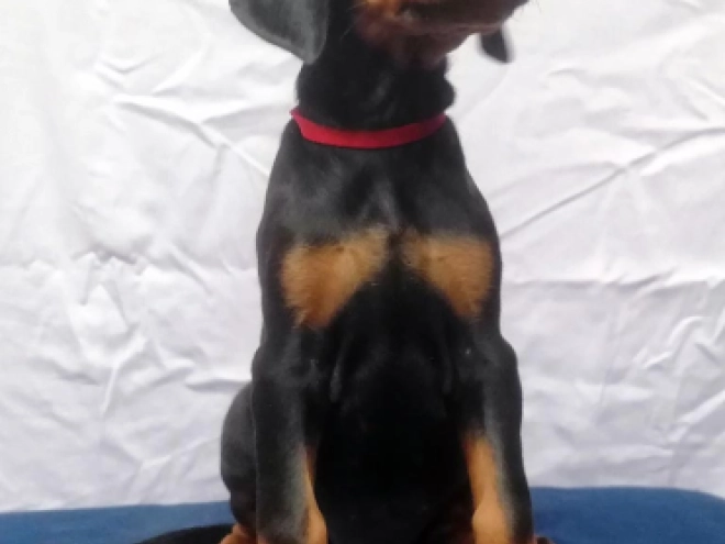 Dobermann Welpe kaufen