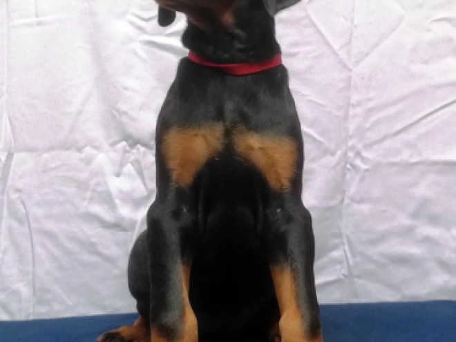 Dobermann Welpe kaufen