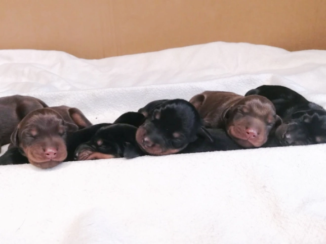 Doberman Pinscher puppy for sale