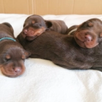 Promising litter – brown males, brown and tan Doberman Pinscher for sale
