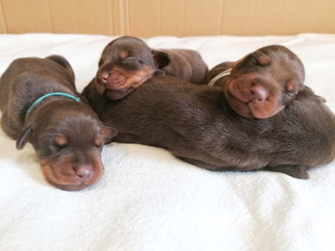Doberman Pinscher puppy for sale