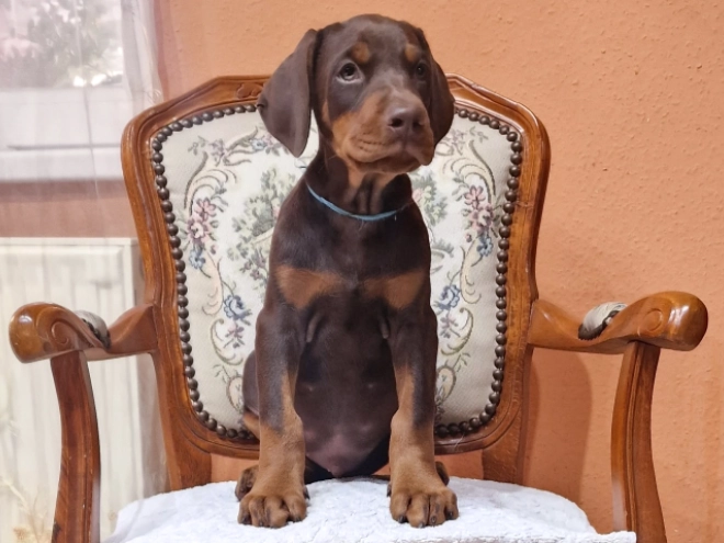 Doberman Pinscher puppy for sale
