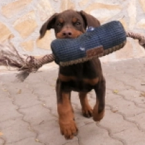 Cristiano Ronaldo, brown and tan Doberman Pinscher for sale