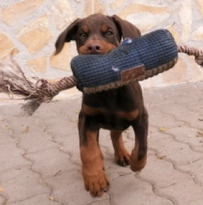 Doberman Pinscher puppy for sale