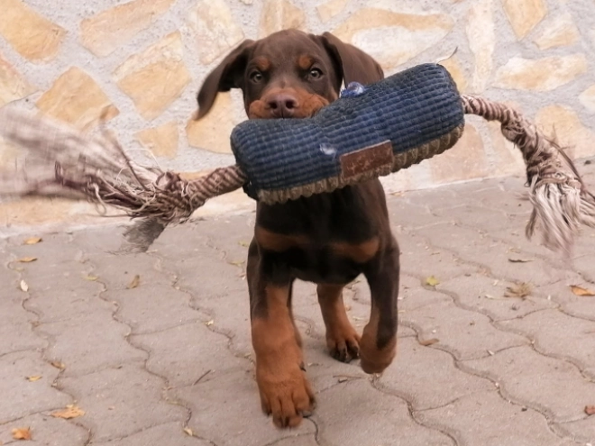 Doberman Pinscher puppy for sale