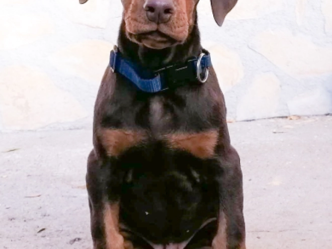 Doberman Pinscher puppy for sale