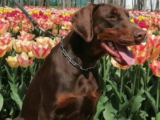Doberman Pinscher puppy for sale