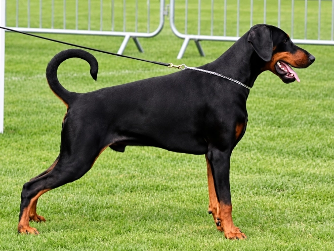 Dobermann Welpe kaufen