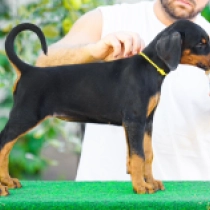 Achiver, black and tan Doberman Pinscher for sale