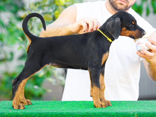 Doberman Pinscher puppy for sale