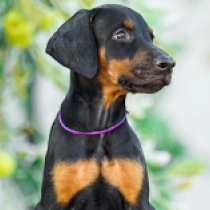 Electra, black and tan Doberman Pinscher for sale