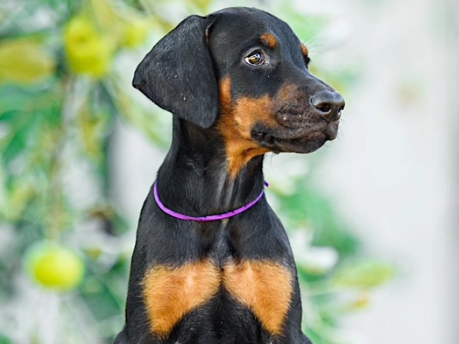 Doberman Pinscher puppy for sale
