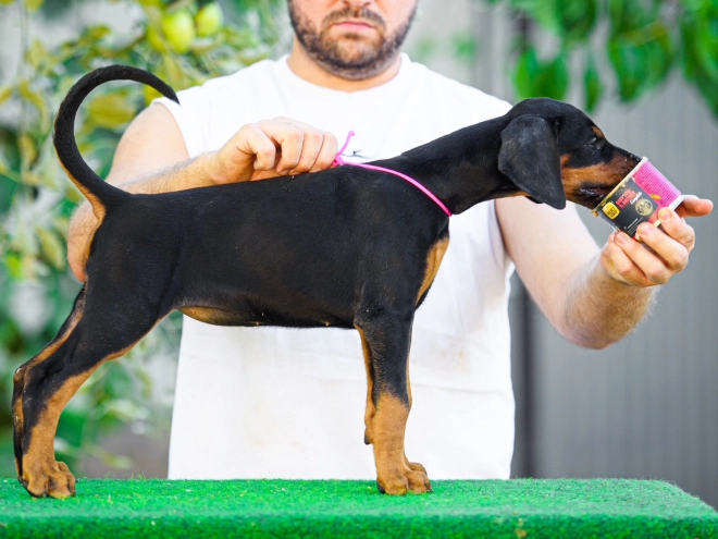 Doberman Pinscher puppy for sale