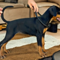 Electra, black and tan Dobermann en venta