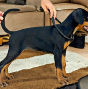 Perros Dobermann en venta