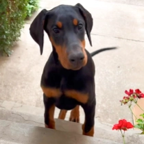 Electra, black and tan Dobermann en venta