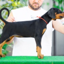Firebird, black and tan Doberman Pinscher for sale