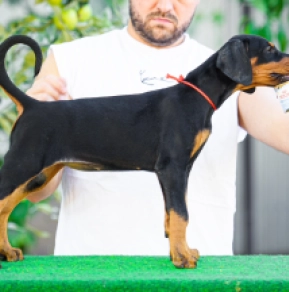 Doberman Pinscher puppy for sale