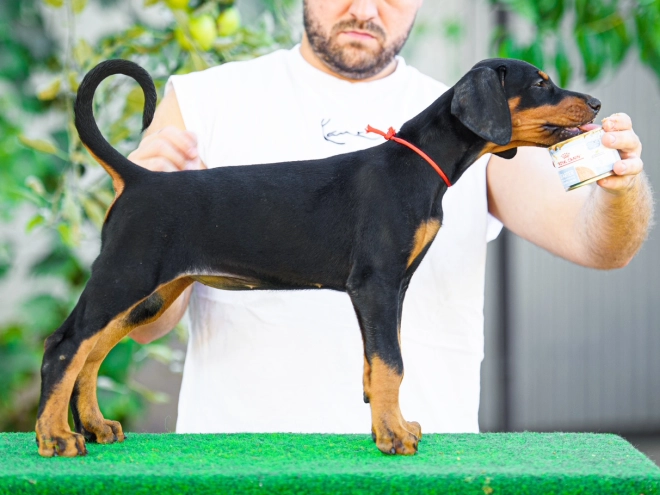 Doberman Pinscher puppy for sale