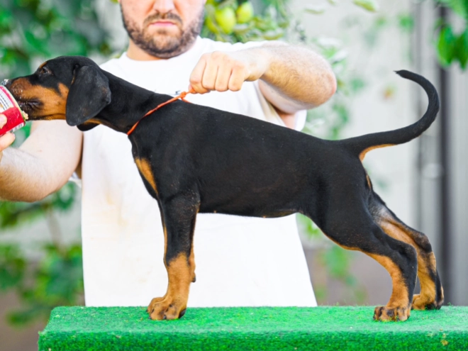 Doberman Pinscher puppy for sale