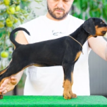 Fitness, black and tan Doberman Pinscher for sale