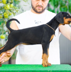 Doberman Pinscher puppy for sale