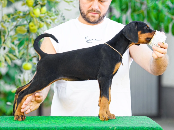 Doberman Pinscher puppy for sale