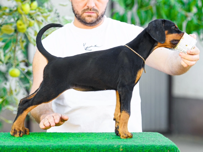 Doberman Pinscher puppy for sale