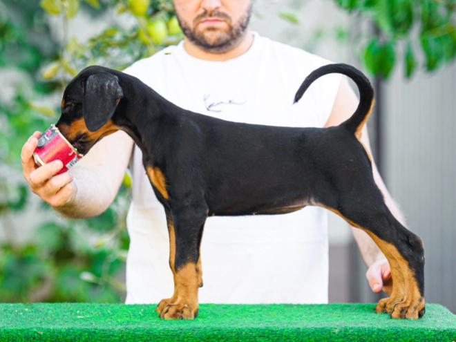 Doberman Pinscher puppy for sale
