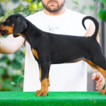 Julia Roberts, black and tan Doberman Pinscher for sale