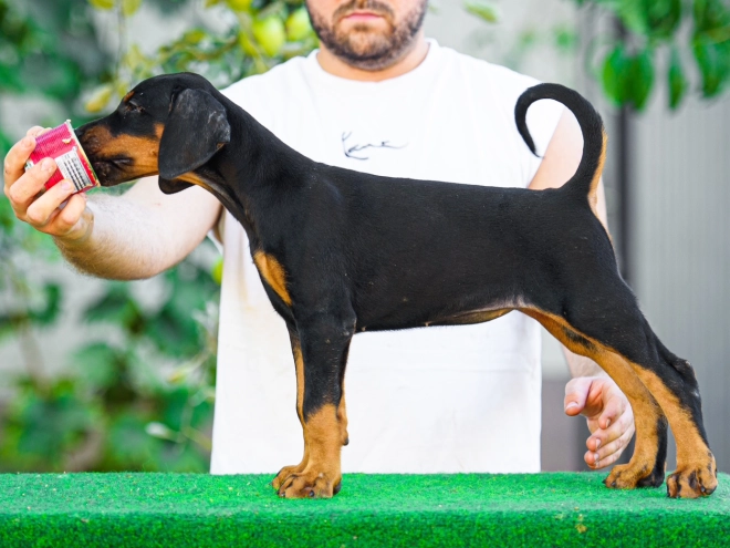 Doberman Pinscher puppy for sale