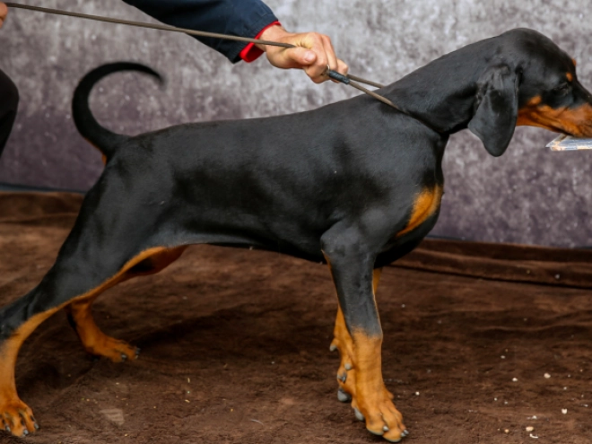 Perros Doberman Pinscher en venta
