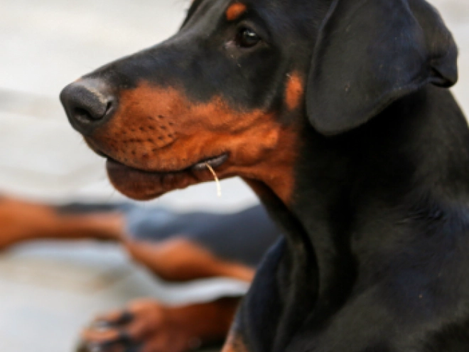 Perros Doberman Pinscher en venta