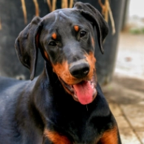 Bagira, black and tan Dobermann Welpen kaufen
