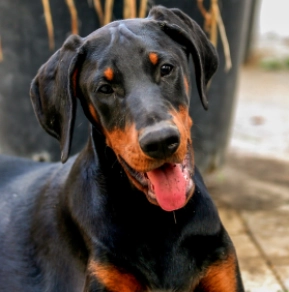 Doberman Pinscher puppy for sale