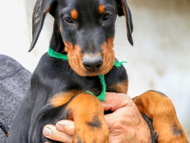 Dobermann Welpe kaufen