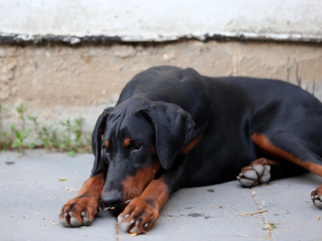 Doberman Pinscher puppy for sale