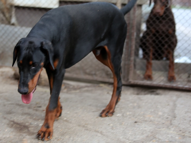 Doberman Pinscher puppy for sale