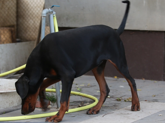 Doberman Pinscher puppy for sale