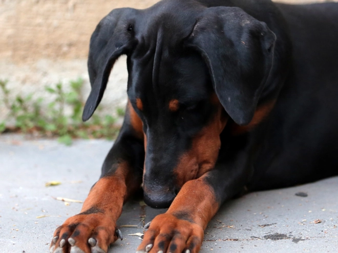 Doberman Pinscher puppy for sale