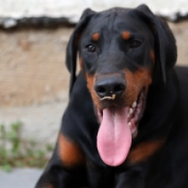 Champ, black and tan Dobermann Welpen kaufen