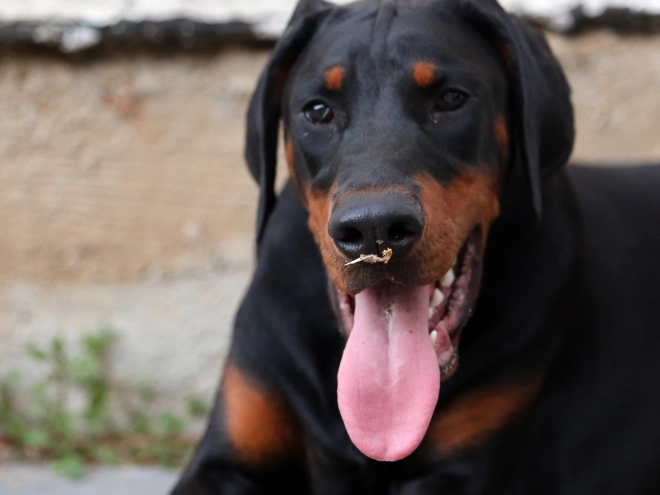 Doberman Pinscher puppy for sale