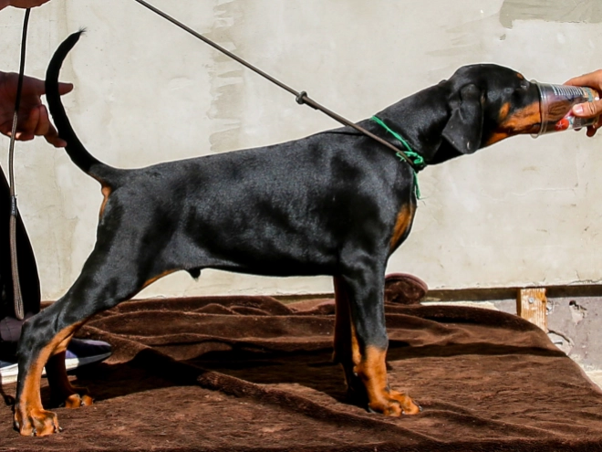 Dobermann Welpe kaufen