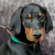 Champ, black and tan Dobermann Welpen kaufen