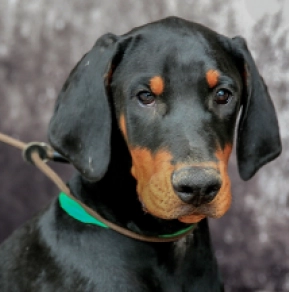 Doberman Pinscher puppy for sale