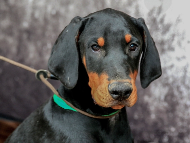Dobermann Welpe kaufen
